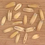 Carossidi di avena sativa