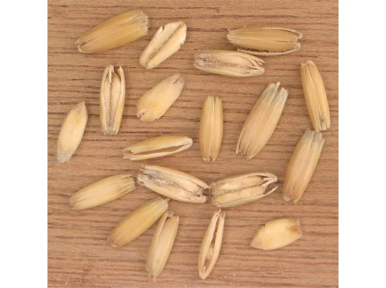 Carossidi di avena sativa
