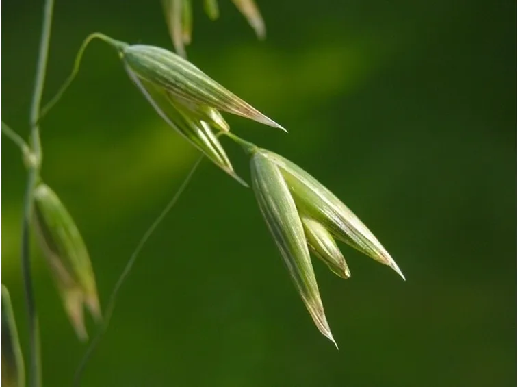 Carossidi avena sativa