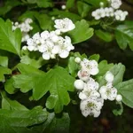 pianta di biancospino