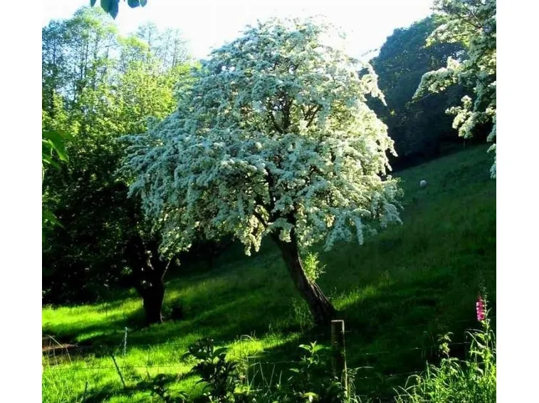 biancospino