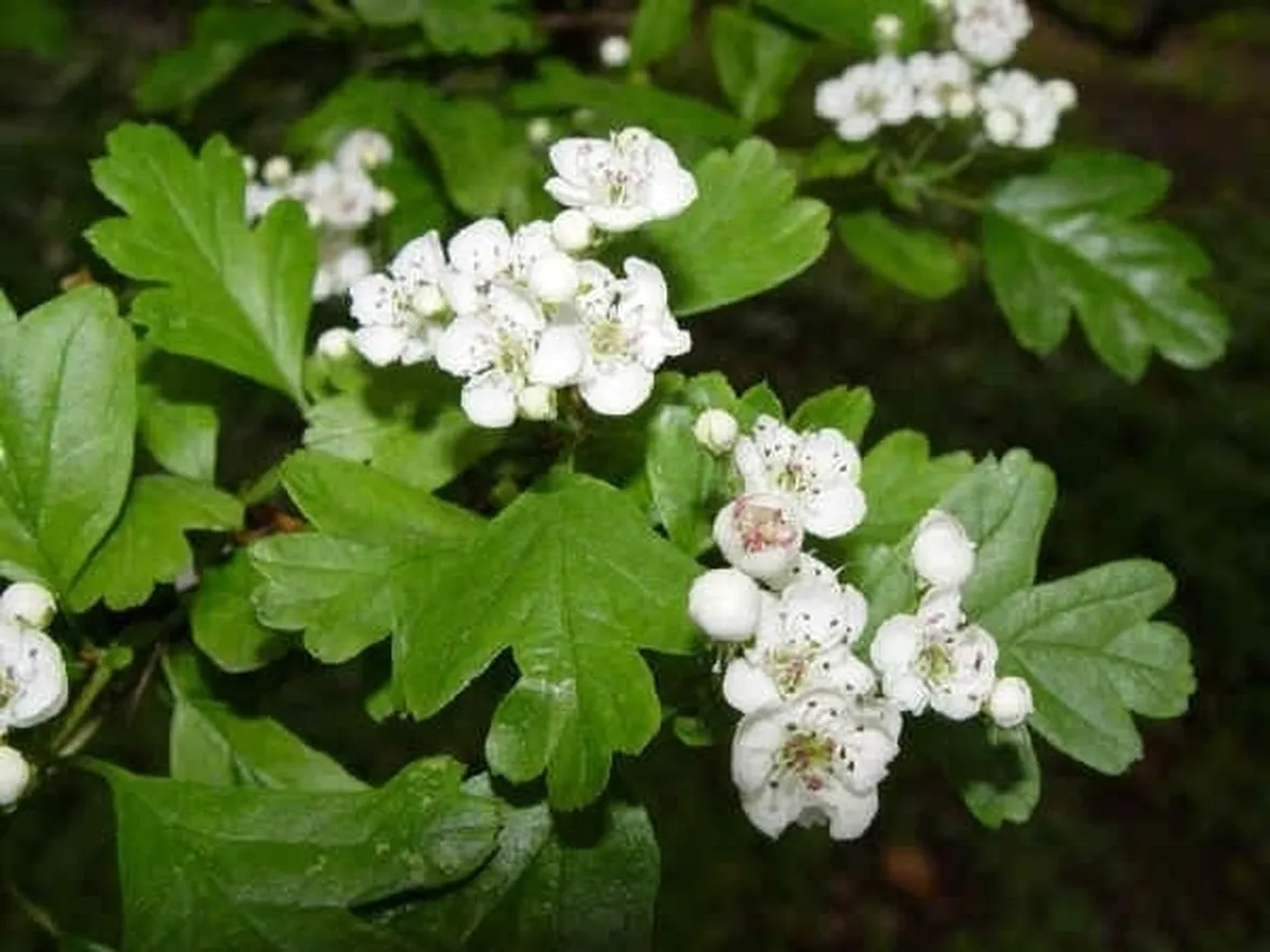 pianta di biancospino