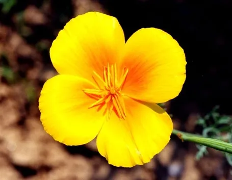 escolzia: particolare fiore