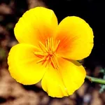 escolzia: particolare fiore