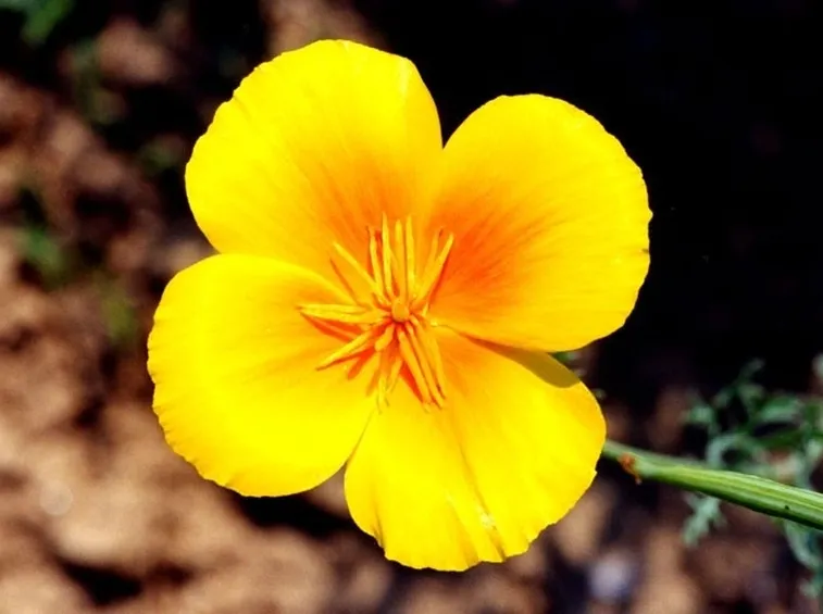 escolzia: particolare fiore