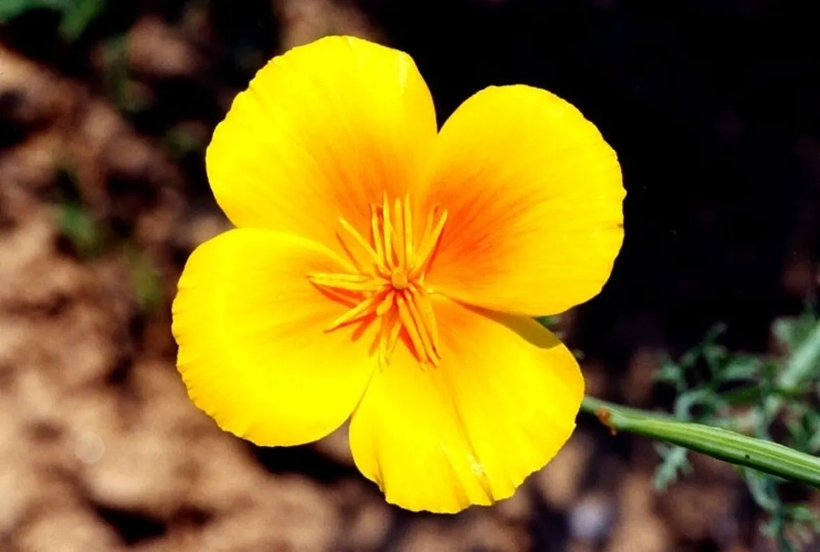escolzia: particolare fiore