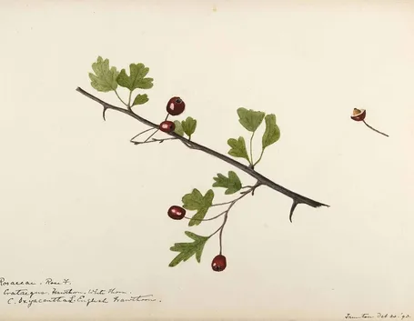 Disegno botanico di crataegus oxyacantha