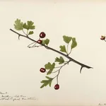 Disegno botanico di crataegus oxyacantha