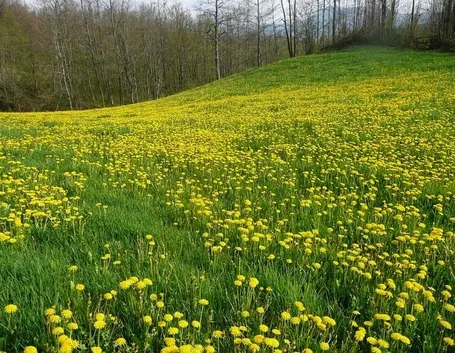 campo di tarassaco