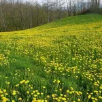 campo di tarassaco