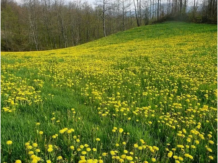 campo di tarassaco
