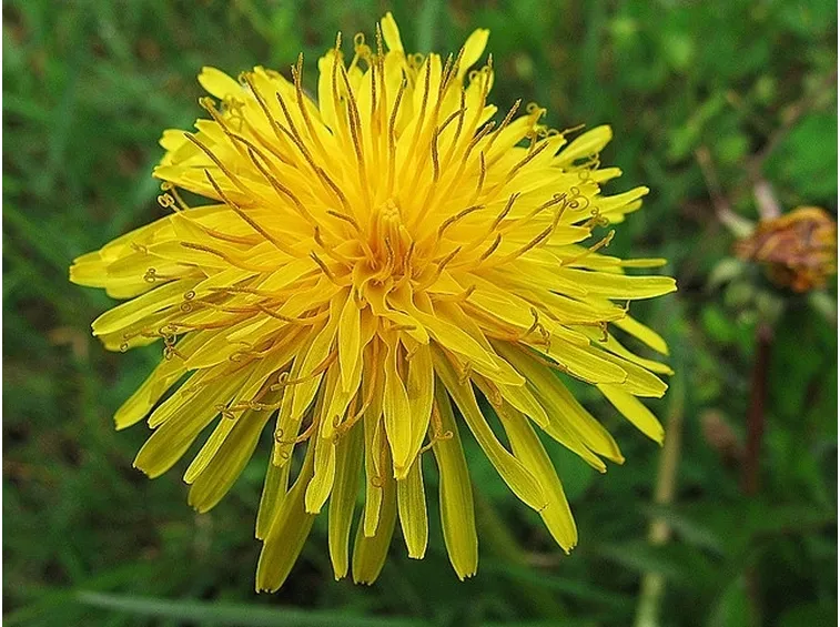 fiore di tarassaco