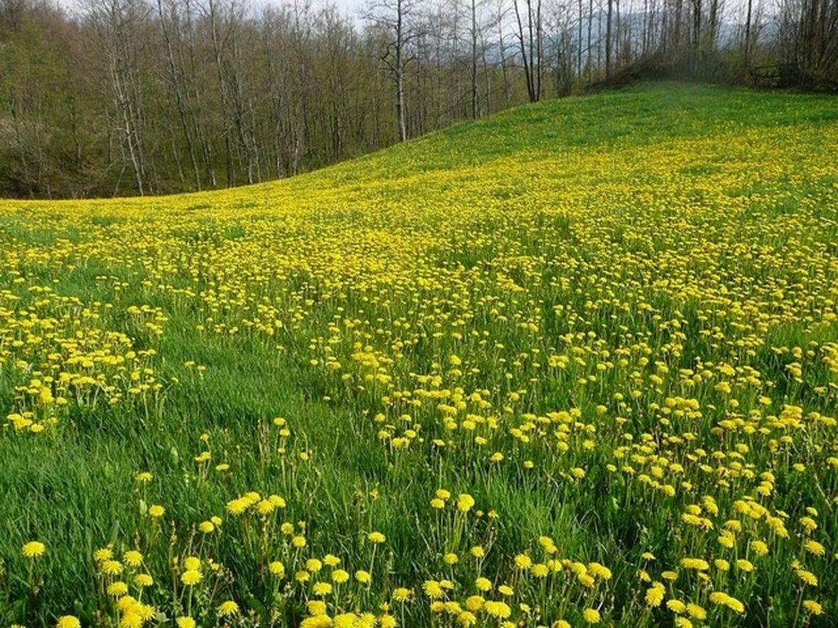 campo di tarassaco
