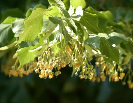 Fiore di tilia tormentosa