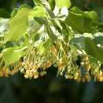 Fiore di tilia tormentosa