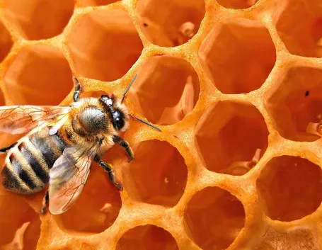 Un'ape al lavoro nel suo alveare