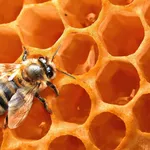 Un'ape al lavoro nel suo alveare