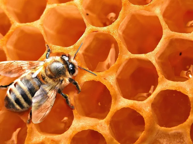 Un'ape al lavoro nel suo alveare