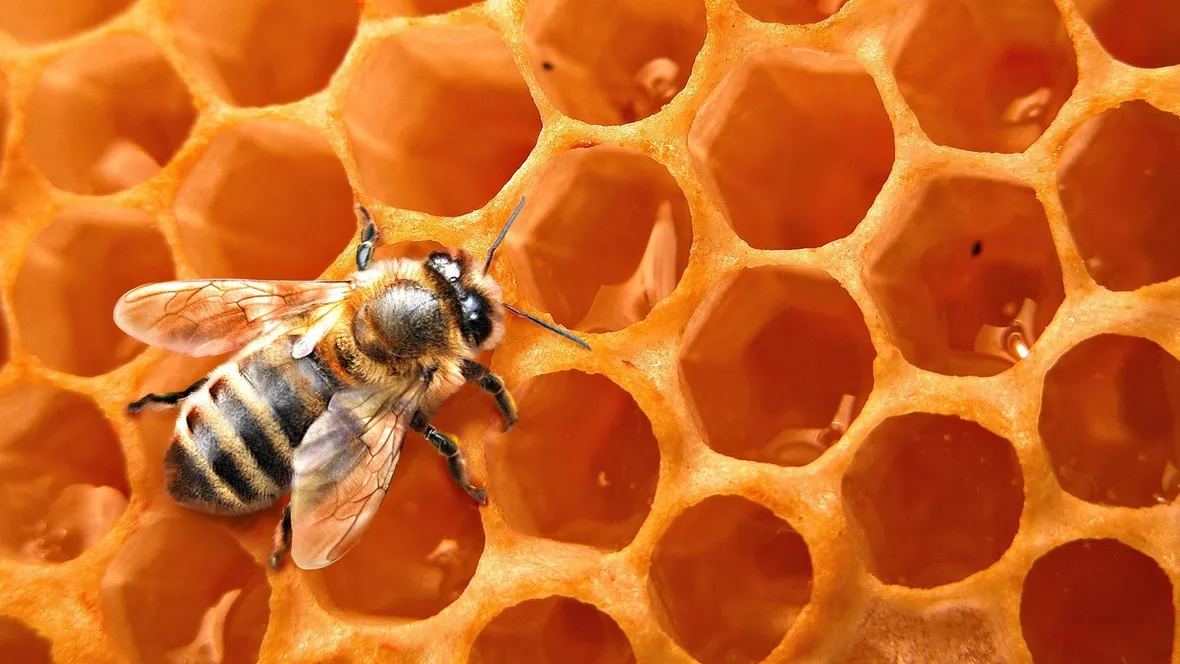 Un'ape al lavoro nel suo alveare