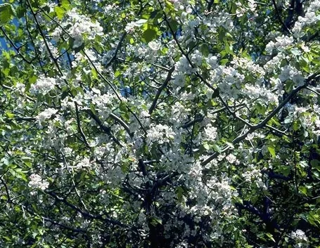 bellissimo biancospino