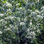 bellissimo biancospino