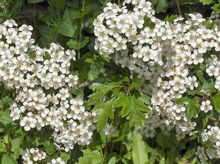 fiori biancospino