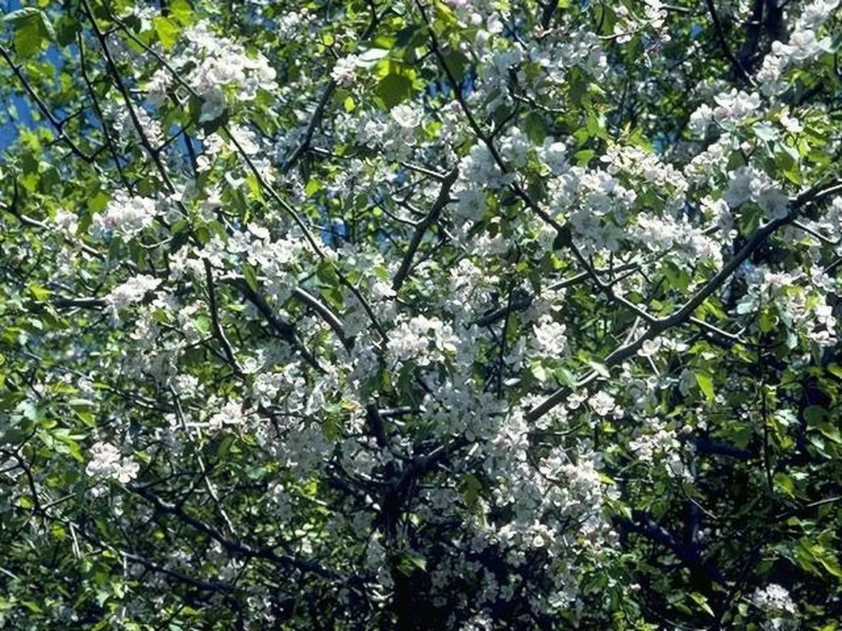 bellissimo biancospino