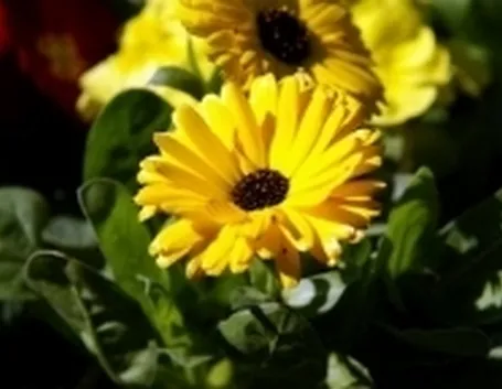 calendula1