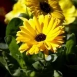 calendula1