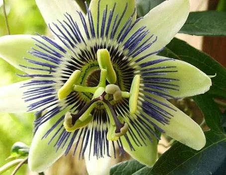 Tintura madre di passiflora