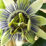 Tintura madre di passiflora