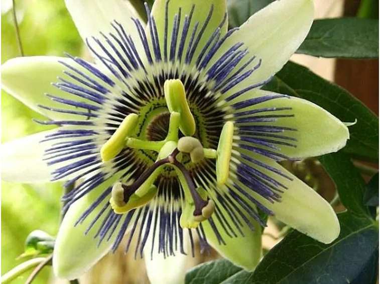 Tintura madre di passiflora