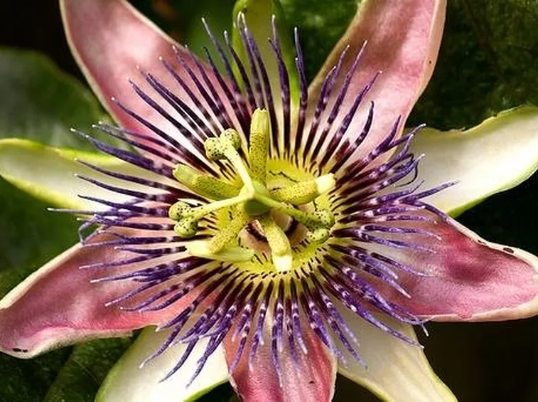 Tintura madre di passiflora