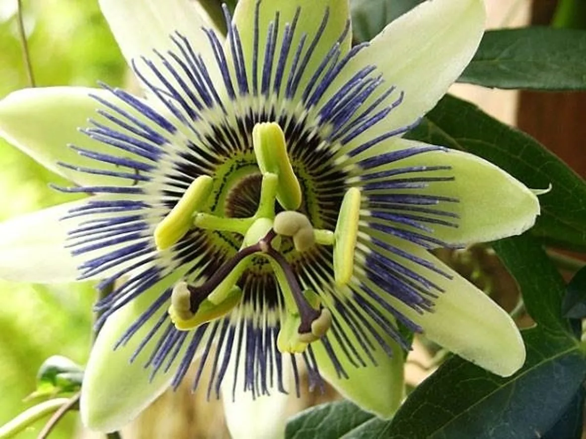 Tintura madre di passiflora