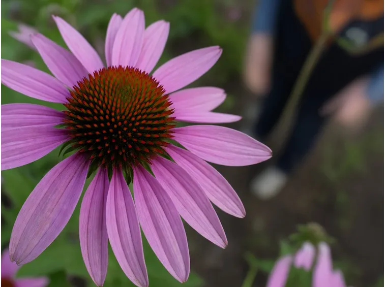 echinacea-1