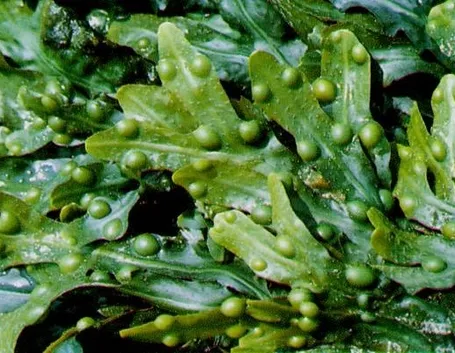 alga fucus
