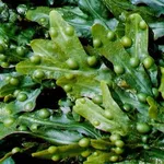 alga fucus
