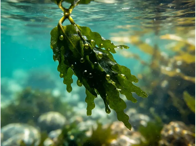 fucus in acqua