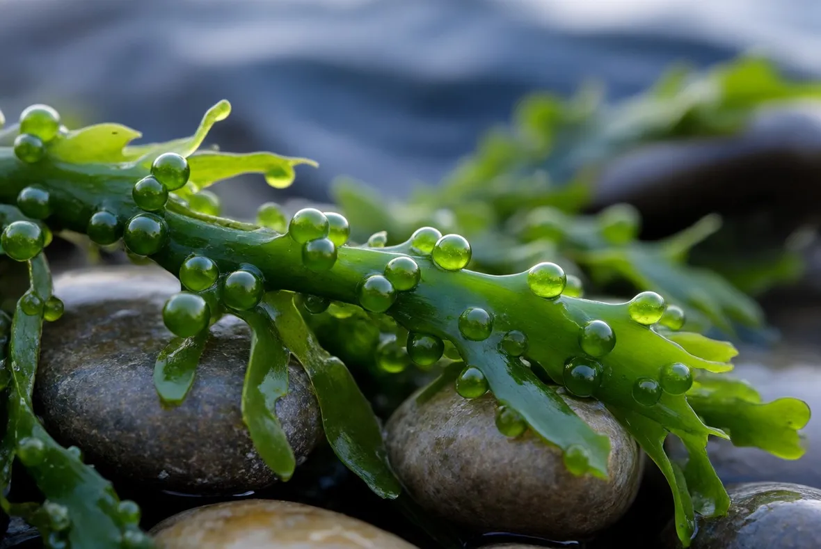 alga fucus