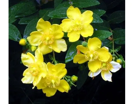 fiori di iperico