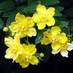 fiori di iperico