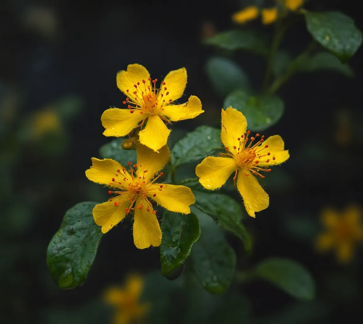 fiori di iperico