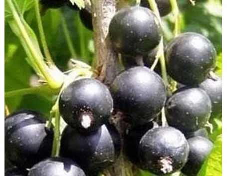 ribes nigrum