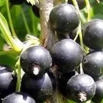 ribes nigrum