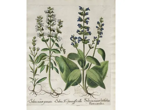 Illustrazione botanica della Salvia officinalis