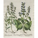 Illustrazione botanica della Salvia officinalis