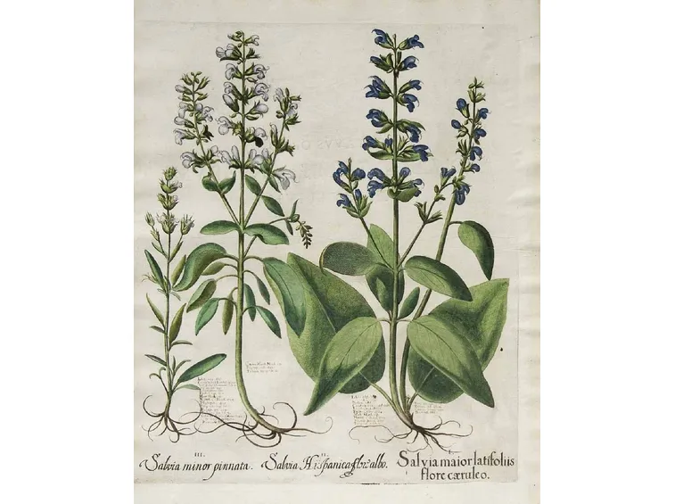 Illustrazione botanica della Salvia officinalis