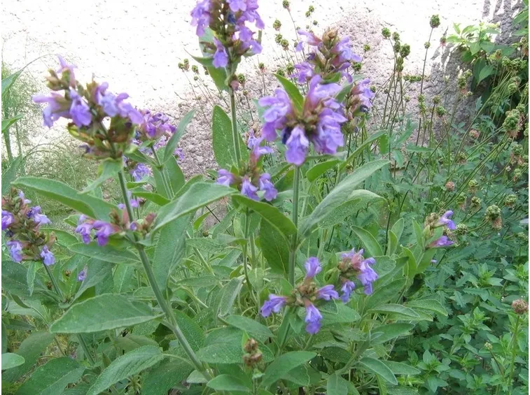 Pianta di salvia in fioritura