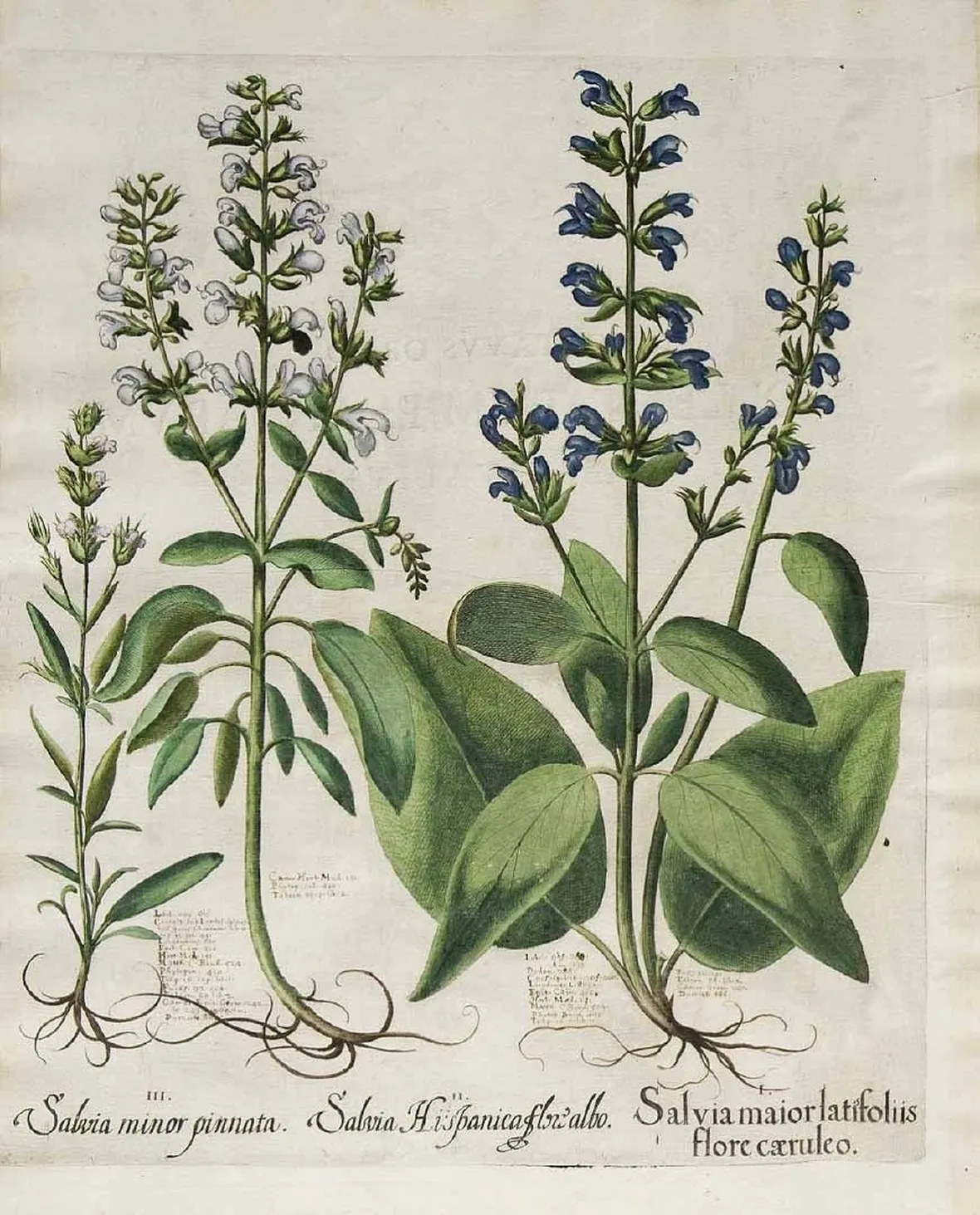 Illustrazione botanica della Salvia officinalis
