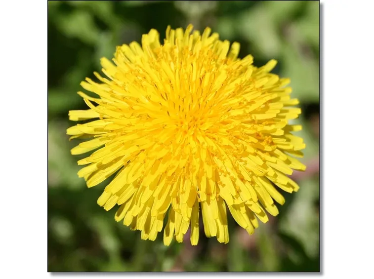 fiore tarassaco